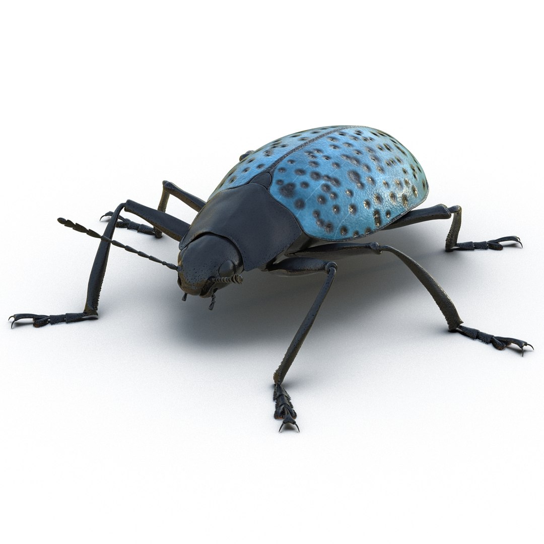 3ds gibbifer californicus beetle 2 https://p.turbosquid.com/ts-thumb/b7/5AEOz9/Un9IAKUI/gibbifercalifornicusbeetle3dmodel02/jpg/1451905974/1920x1080/fit_q87/993df579cd5576b8167513c1360cc13bd1512b52/gibbifercalifornicusbeetle3dmodel02.jpg