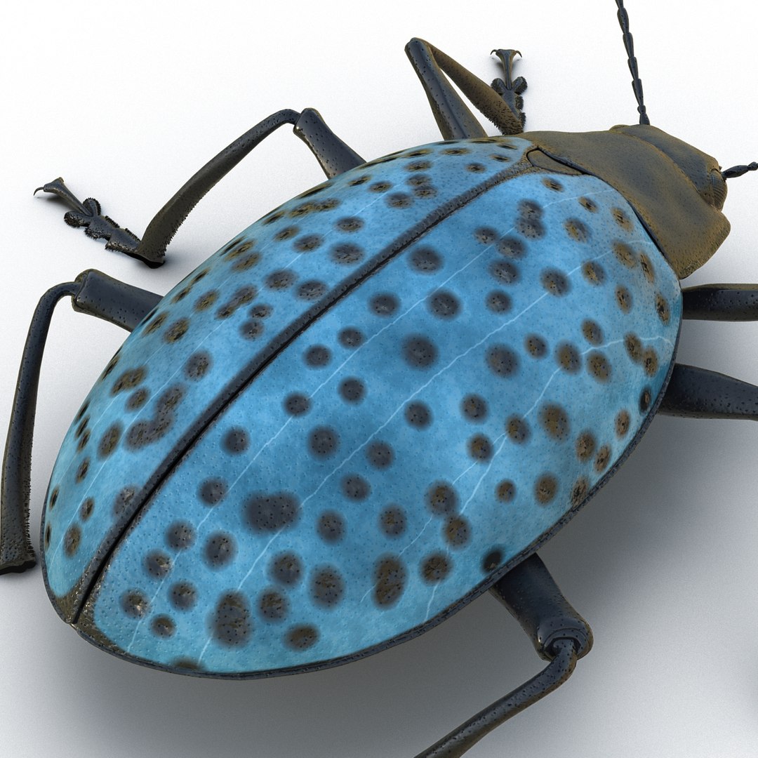 3ds gibbifer californicus beetle 2 https://p.turbosquid.com/ts-thumb/b7/5AEOz9/dupwdxph/gibbifercalifornicusbeetle3dmodel11/jpg/1451905975/1920x1080/fit_q87/1a8ee5174ed09ff989f009d682ac82e258100fe8/gibbifercalifornicusbeetle3dmodel11.jpg