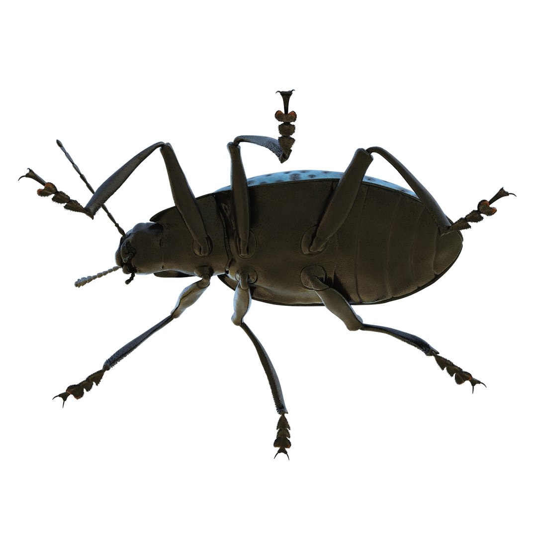 3ds gibbifer californicus beetle 2 https://p.turbosquid.com/ts-thumb/b7/5AEOz9/f9N5YXOs/gibbifercalifornicusbeetle3dmodel07/jpg/1451905975/1920x1080/fit_q87/53d1966888cce67ee0370a9bc4c01a57bf09cea6/gibbifercalifornicusbeetle3dmodel07.jpg