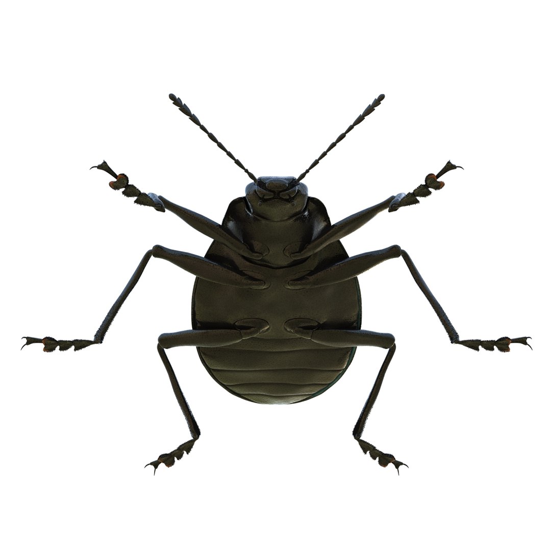 3ds gibbifer californicus beetle 2 https://p.turbosquid.com/ts-thumb/b7/5AEOz9/iWkoaGNA/gibbifercalifornicusbeetle3dmodel08/jpg/1451905975/1920x1080/fit_q87/c06efa223af3ba4b46899e938e635e95ed9ceb8c/gibbifercalifornicusbeetle3dmodel08.jpg