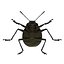 Gibbifer Californicus Beetle 2