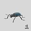 Gibbifer Californicus Beetle 2