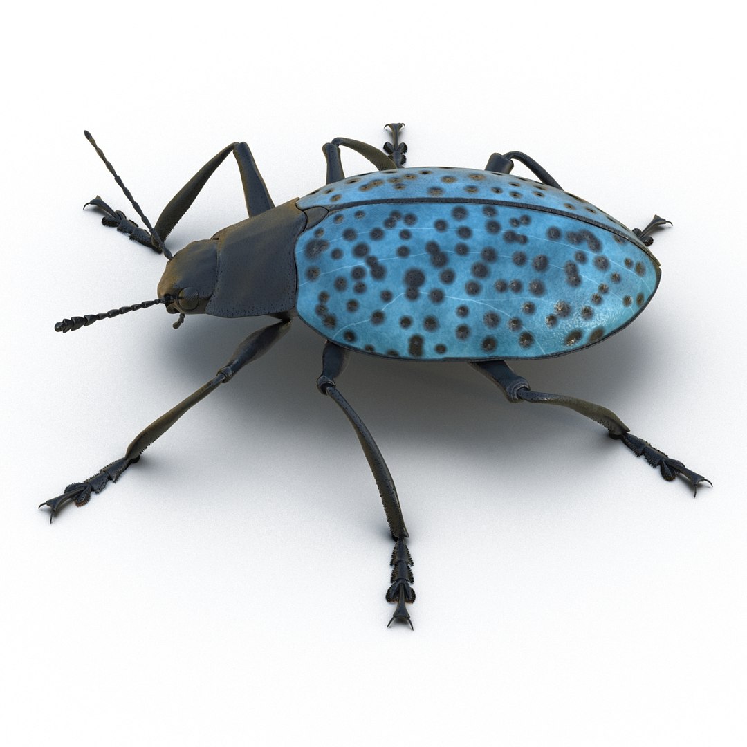 3ds gibbifer californicus beetle 2 https://p.turbosquid.com/ts-thumb/b7/5AEOz9/u8K0VvRg/gibbifercalifornicusbeetle3dmodel06/jpg/1451905975/1920x1080/fit_q87/6ae120c6c163655a37dbbe961364d754414f109d/gibbifercalifornicusbeetle3dmodel06.jpg