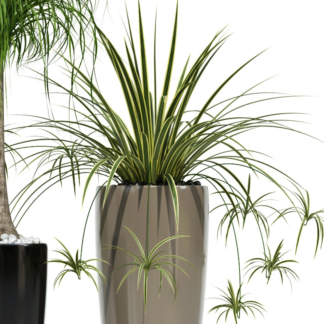 plants lechuza rondo 3d model https://p.turbosquid.com/ts-thumb/b7/6KmTA3/Wu32w4Ud/plant_22_rondo_04/jpg/1478534472/1920x1080/fit_q87/dcbd8ef28317183be14d2058218fb7b1c65e424b/plant_22_rondo_04.jpg