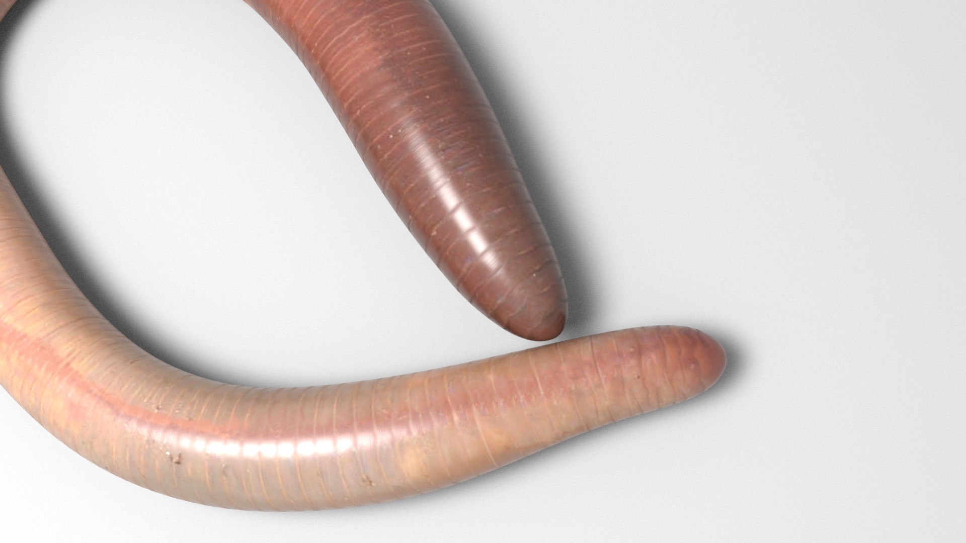 Earthworm 3D model - TurboSquid 1985121