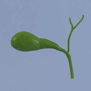 3d model gallbladder 2011