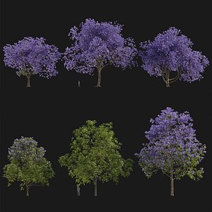 Jacaranda mimosifolia - Blue jacaranda