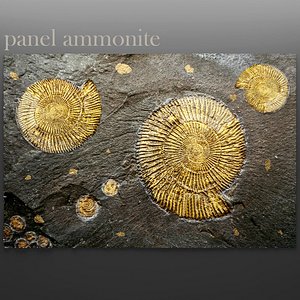 3d model panel ammonite
