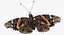 3D vanessa atalanta butterfly rigged