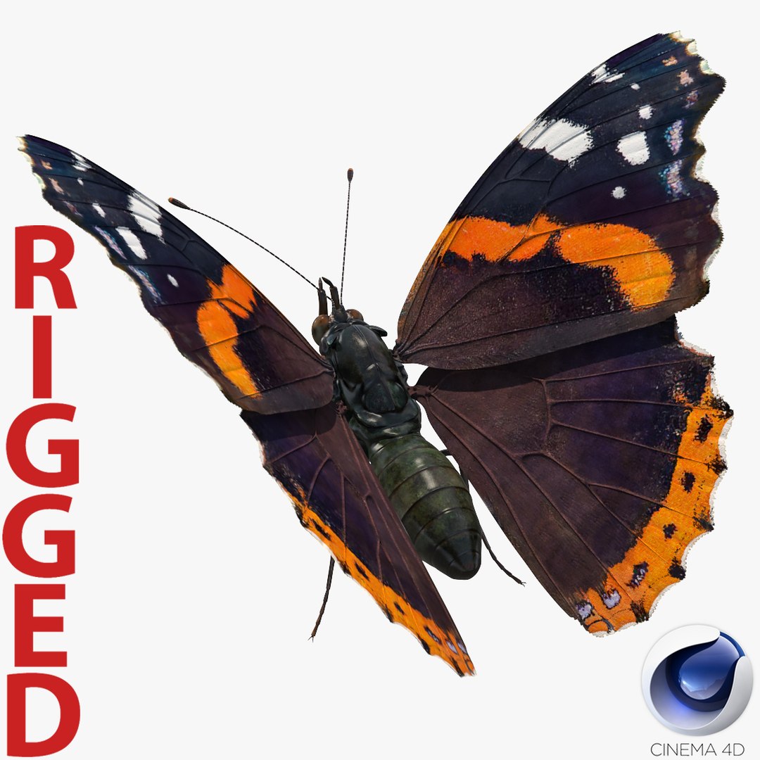 Vanessa Atalanta Butterfly Rigged for Cinema 4D 3D model preview