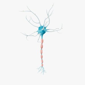 Neuron 3D model