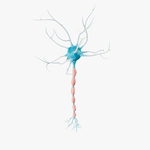 Neuron