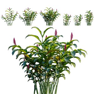 Alpinia purpurata - Red Ginger - Ostrich Plume 3D model