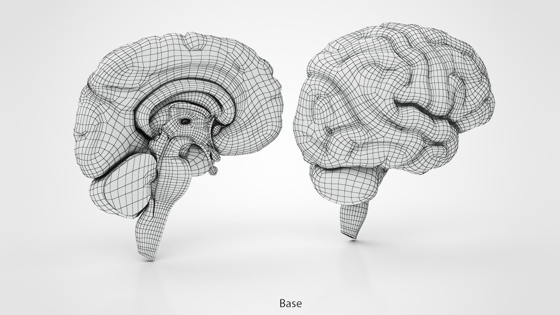 3D Full Brain Anatomy Model - TurboSquid 1790119