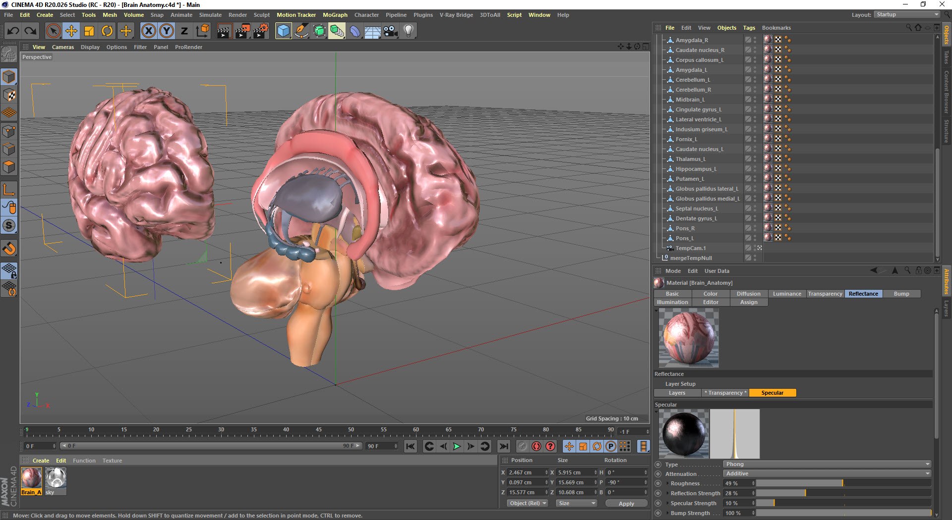 3D Full Brain Anatomy Model - TurboSquid 1790119