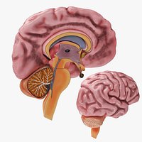 Full Brain Anatomy