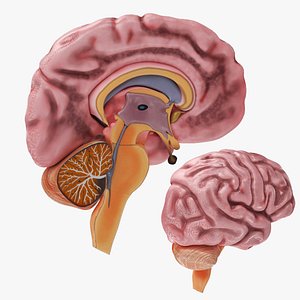Full Brain Anatomy