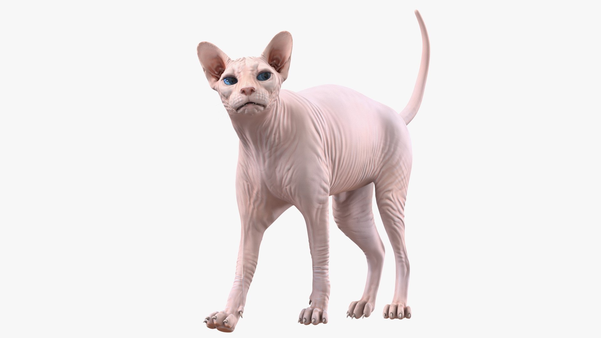 Cream Sphynx Cat Rigged for Cinema 4D 3D model preview