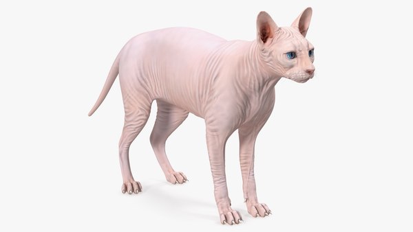 Modele 3d De Chat Sphynx Creme Rigged Pour Cinema 4d Turbosquid