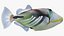 Triggerfish