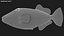 Triggerfish