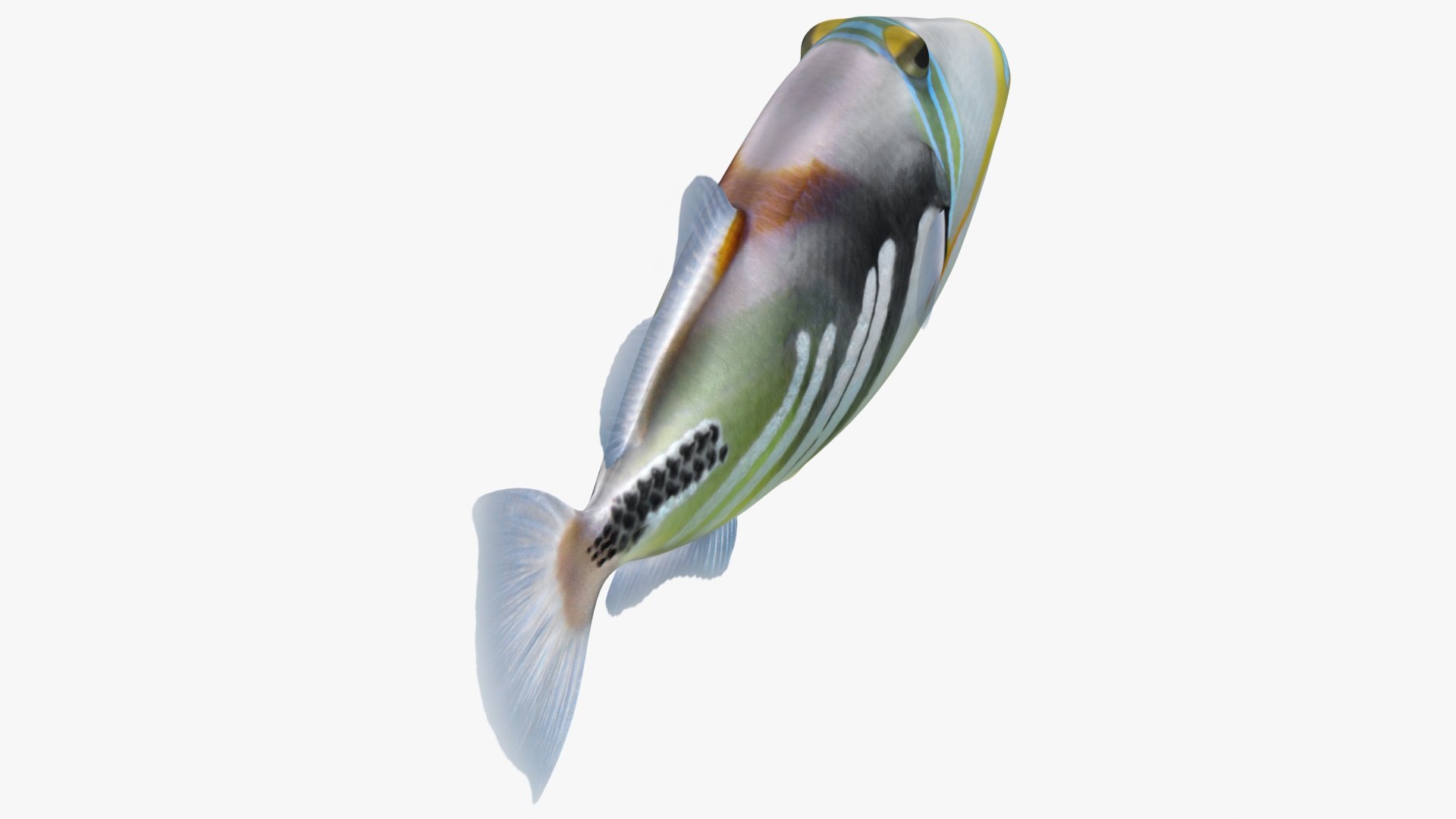 triggerfish scanline 3D model https://p.turbosquid.com/ts-thumb/b8/E4audL/CzwUsVMS/lemon_rr_09/jpg/1581436509/1920x1080/fit_q87/7c85874f480c7db9dd73d7ee5147a16e08ad597b/lemon_rr_09.jpg