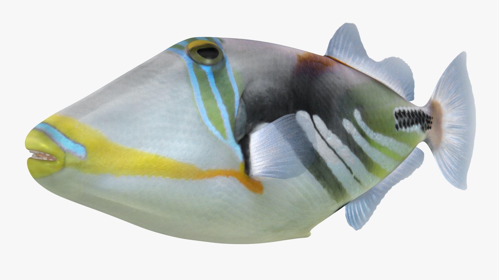triggerfish scanline 3D model https://p.turbosquid.com/ts-thumb/b8/E4audL/ENKogE6B/lemon_rr_01/jpg/1581436509/1920x1080/fit_q87/581dded612e94cf425bee9cbaf34d89c384bd12b/lemon_rr_01.jpg