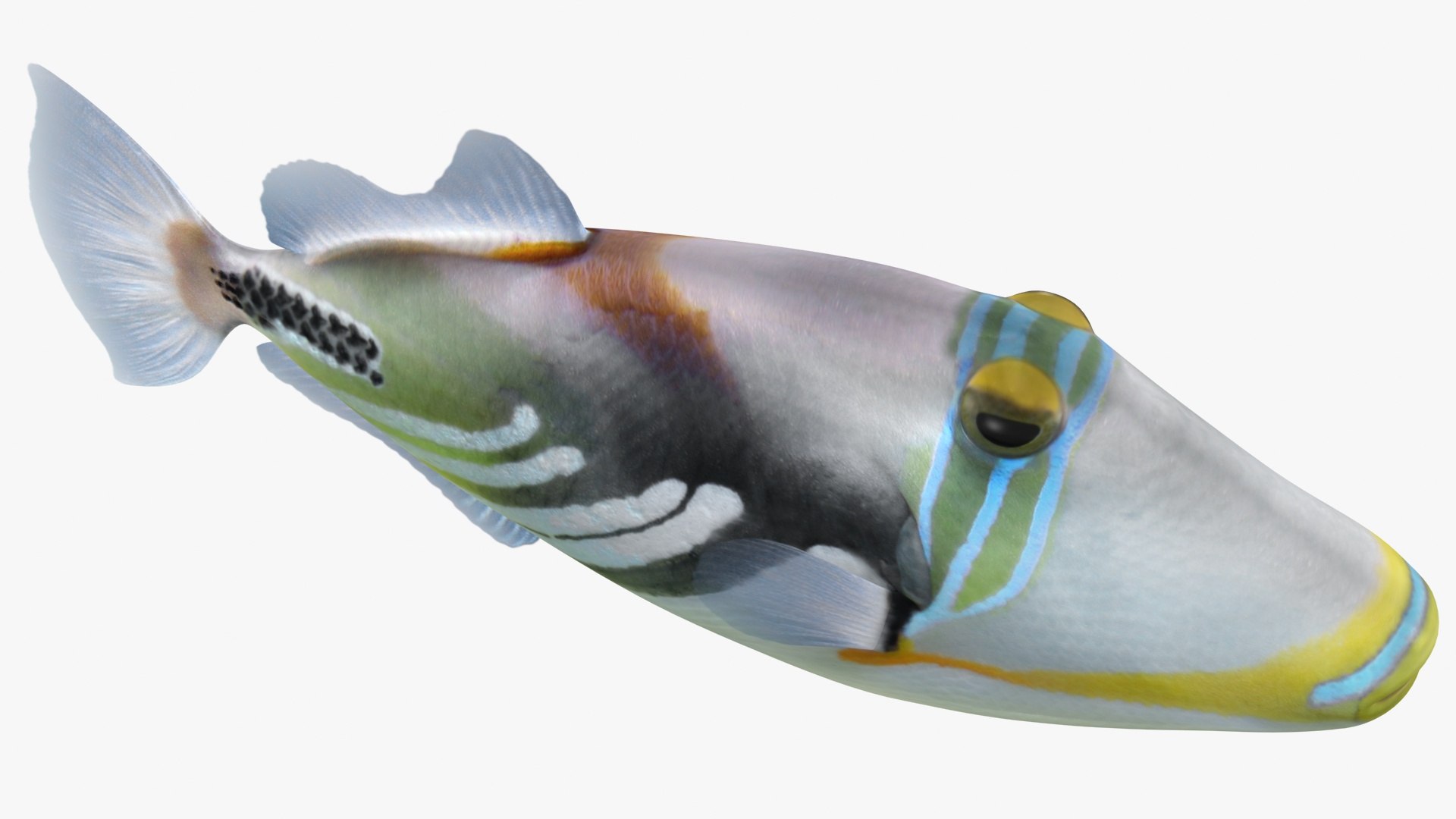 triggerfish scanline 3D model https://p.turbosquid.com/ts-thumb/b8/E4audL/PqktZbNZ/lemon_rr_10/jpg/1581436509/1920x1080/fit_q87/2401ded9ddd5dacc81a6c9417d4f32ef2935ec4e/lemon_rr_10.jpg