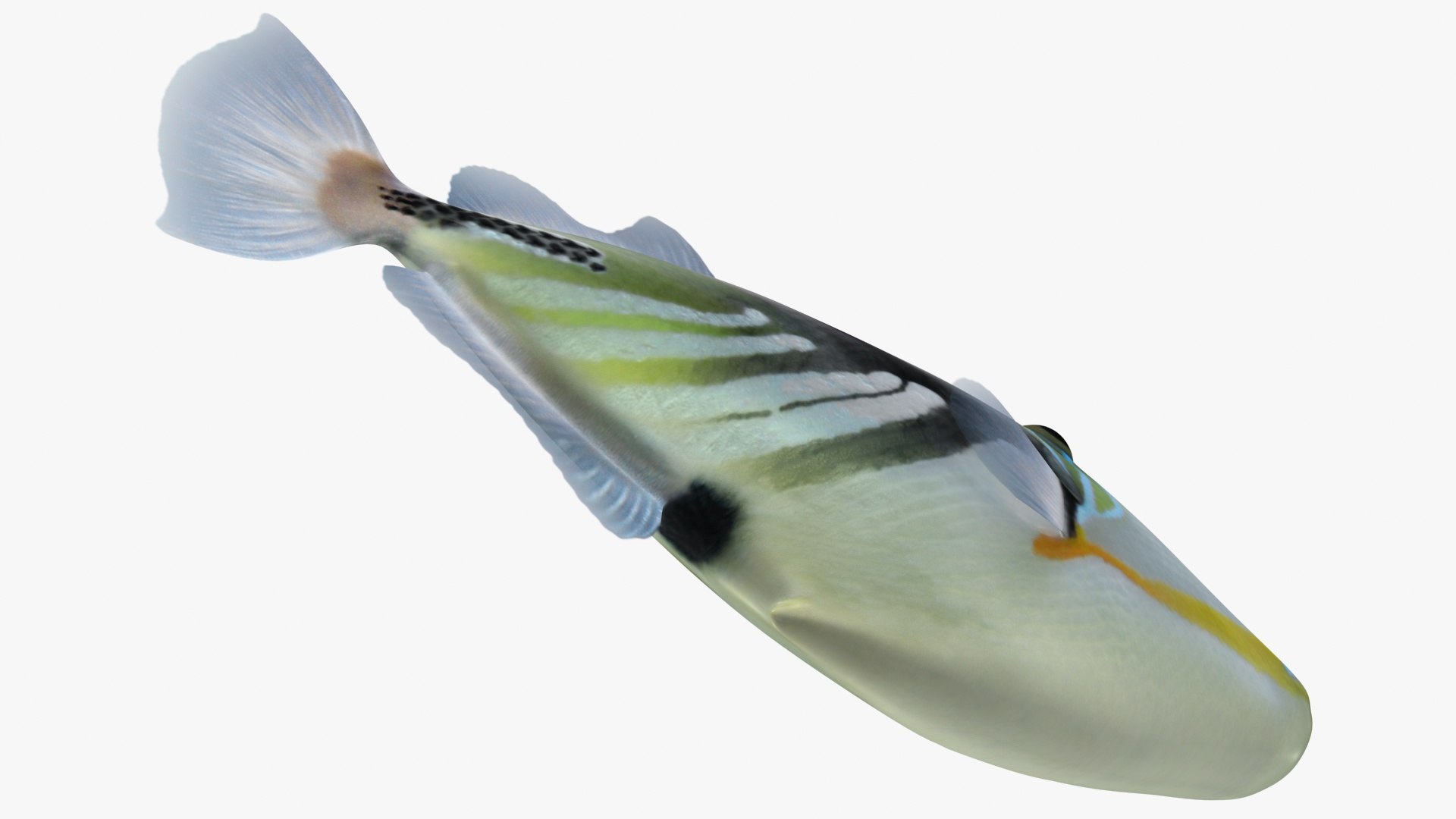 triggerfish scanline 3D model https://p.turbosquid.com/ts-thumb/b8/E4audL/f6U5g514/lemon_rr_12/jpg/1581436509/1920x1080/fit_q87/0b5bcc346a1ef55a4620dc66c8eca3a81cccdb25/lemon_rr_12.jpg