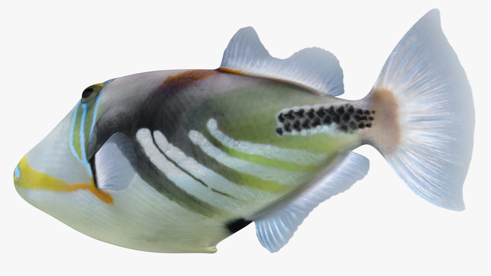 triggerfish scanline 3D model https://p.turbosquid.com/ts-thumb/b8/E4audL/lYrJBXzf/lemon_rr_04/jpg/1581436509/1920x1080/fit_q87/79b68c2784184b7a5c63b1e47d5c09d1fb9a007c/lemon_rr_04.jpg
