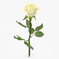 Rose 4