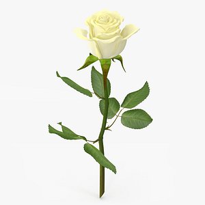 rose flowers 3d model