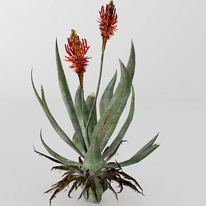 Aloe vera