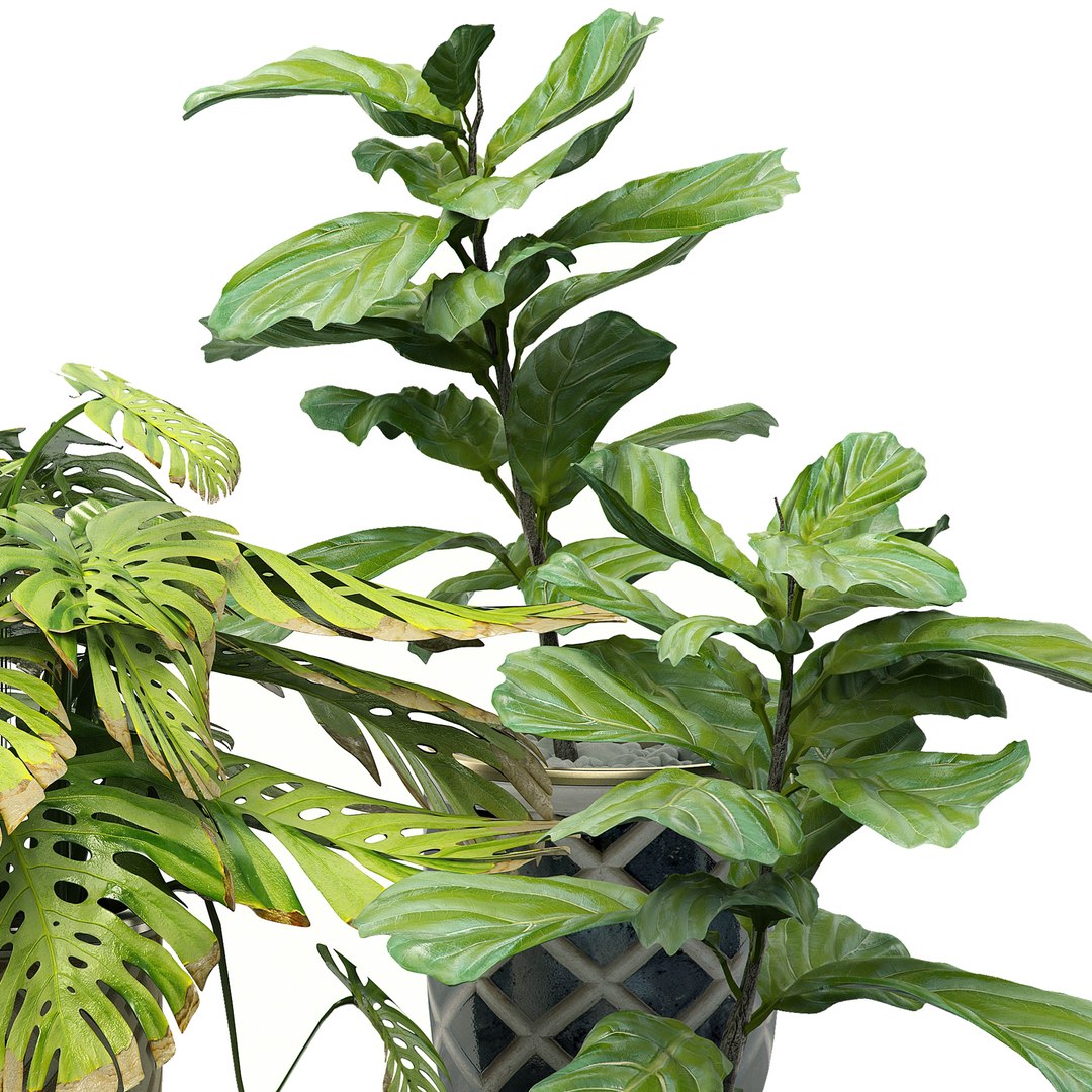 3D potted plants set 11 https://p.turbosquid.com/ts-thumb/b8/gWixy3/rxj57DWD/flowerpack111/jpg/1589560711/1920x1080/fit_q87/435f8f148a42c1f75f1d00597a6035aefcbcd0b6/flowerpack111.jpg