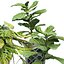 盆栽植物设置 11