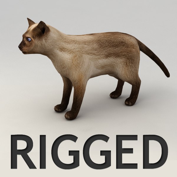 rigged siamese cat 3d model