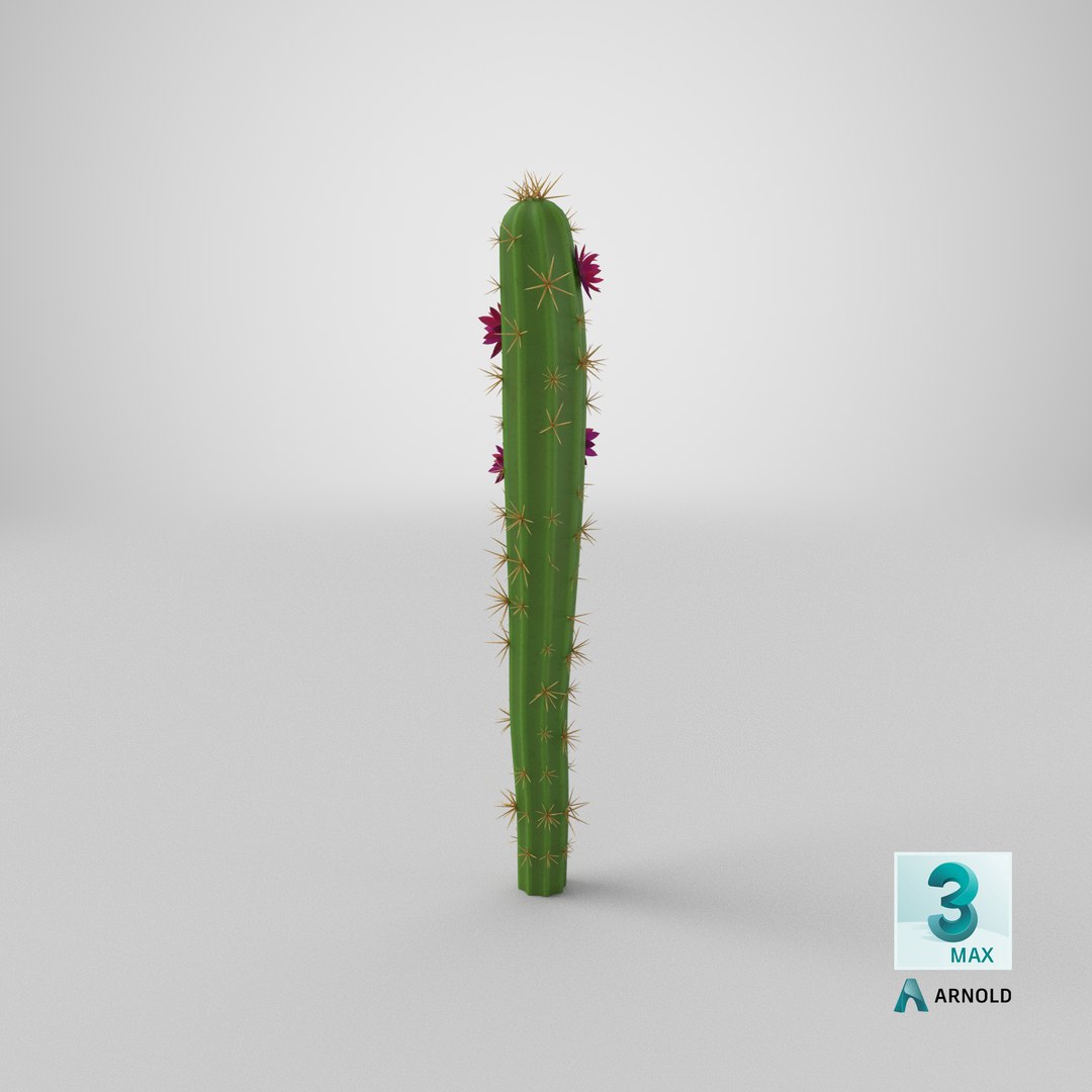 3D Cartoon Cactus 01 https://p.turbosquid.com/ts-thumb/b8/zEKhBJ/Zo/stemcell_max_arnold_render/png/1660225577/1920x1080/fit_q87/eb88d54d5f14c184c55953dfe7935326c6c31ae9/stemcell_max_arnold_render.jpg