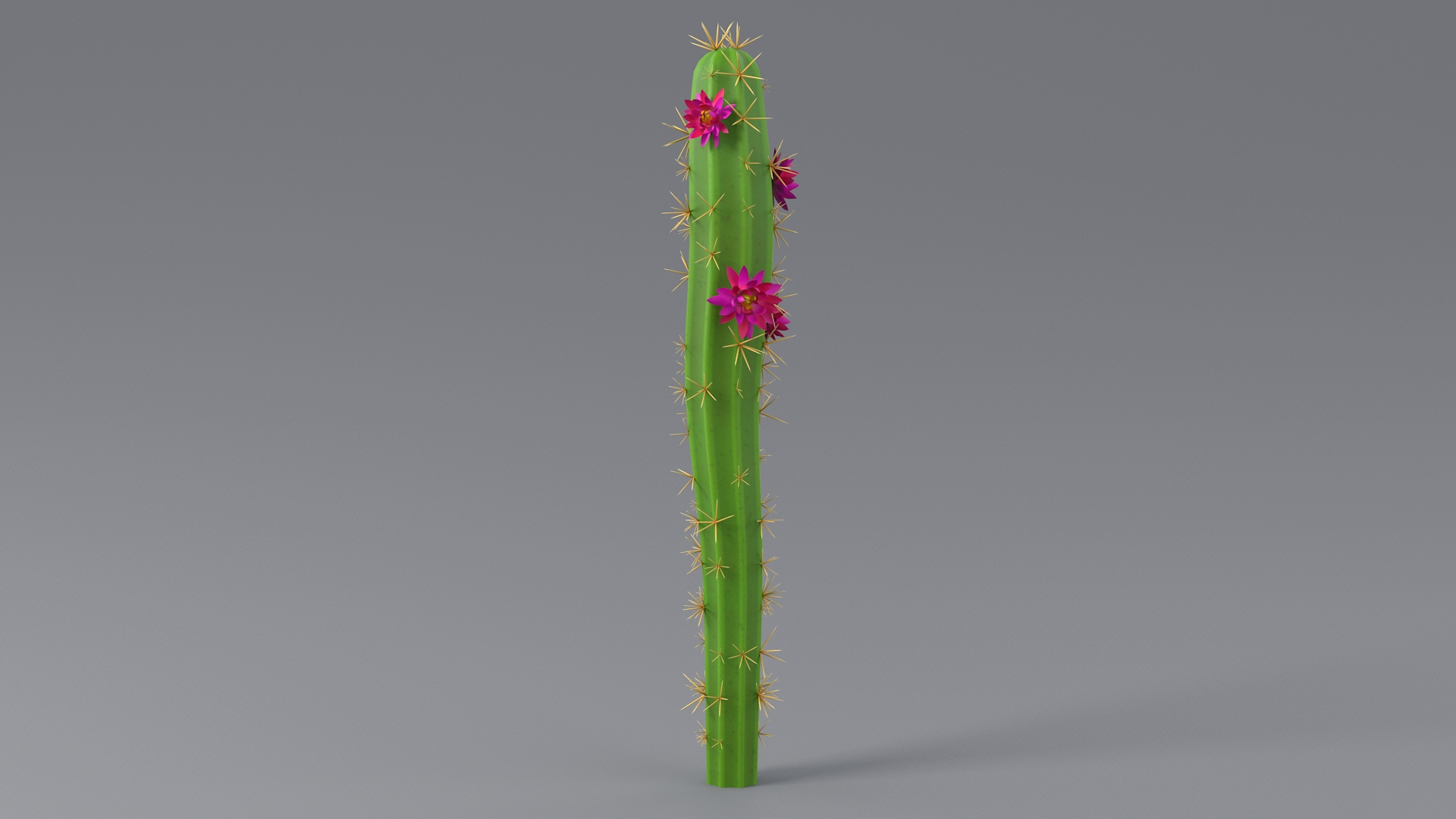 3D Cartoon Cactus 01 https://p.turbosquid.com/ts-thumb/b8/zEKhBJ/iM/cactusonetba/jpg/1659605784/1920x1080/turn_fit_q99/e662d437caf298d04d27dd9560c93a7b922b01ac/cactusonetba-1.jpg