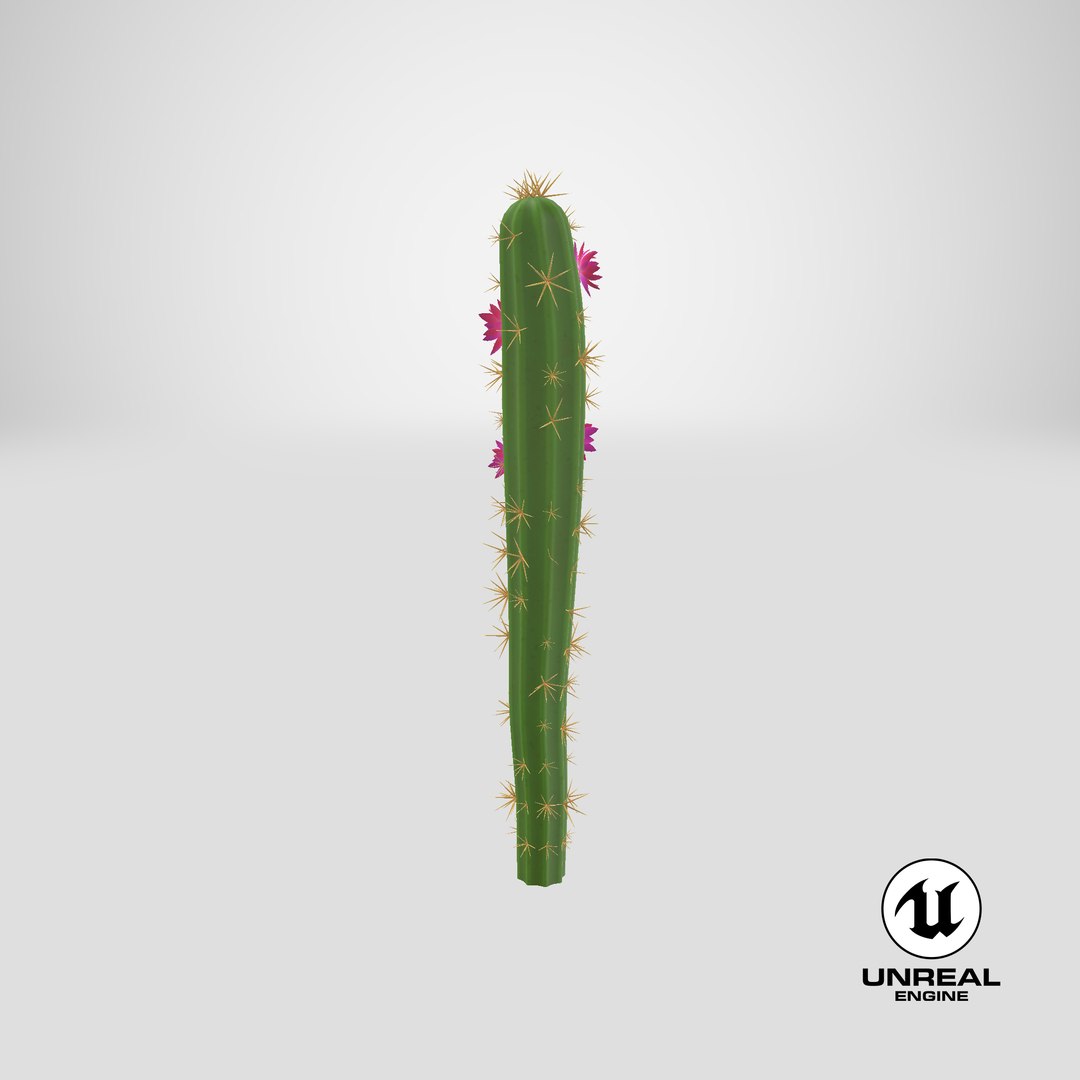 3D Cartoon Cactus 01 https://p.turbosquid.com/ts-thumb/b8/zEKhBJ/mF/stemcell_unreal_render/png/1660225575/1920x1080/fit_q87/e3ea99ca0049ae424348a38ea5570815870b2906/stemcell_unreal_render.jpg