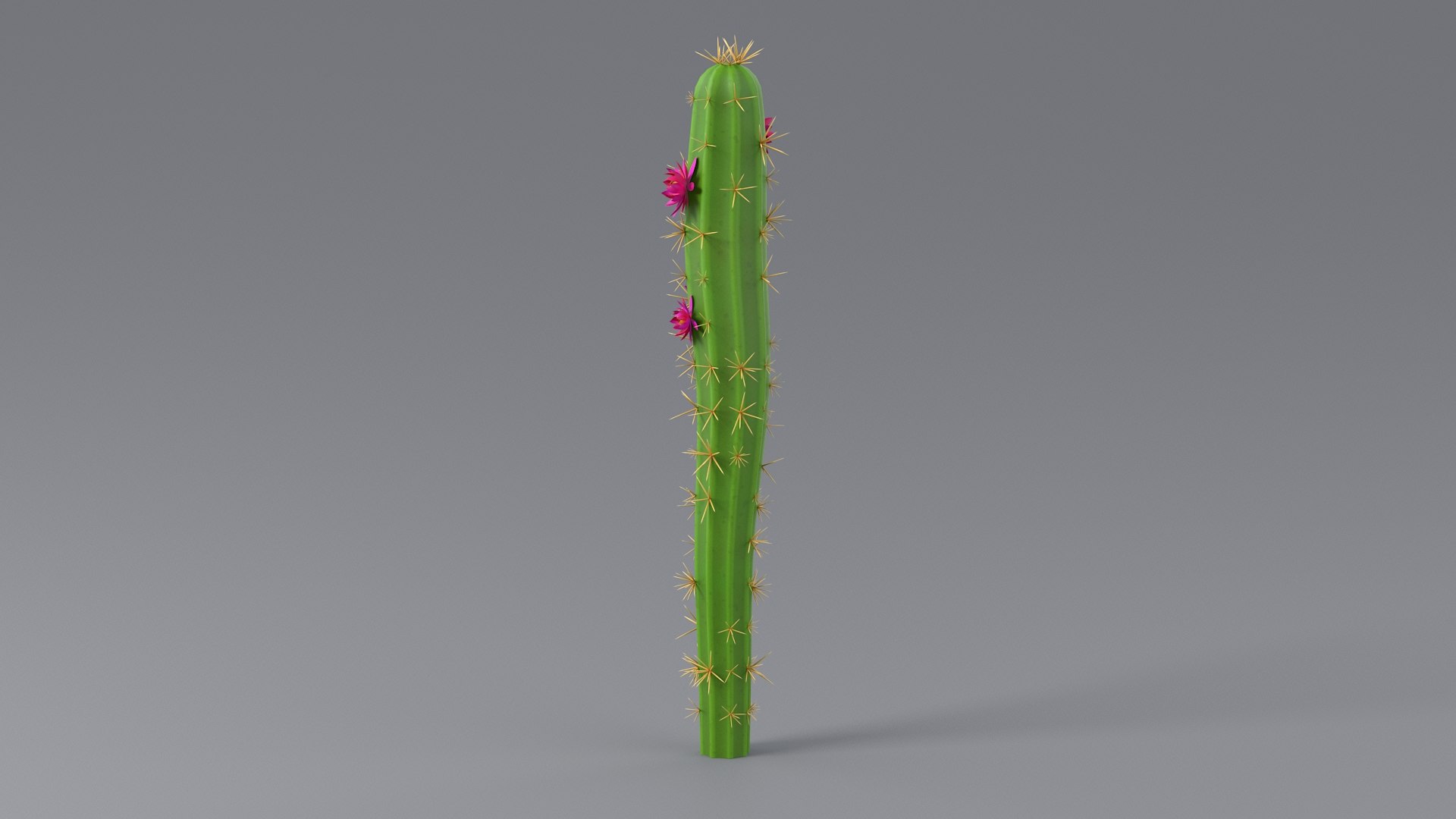 3D Cartoon Cactus 01 https://p.turbosquid.com/ts-thumb/b8/zEKhBJ/uG/cactus_one_02/jpg/1659605777/1920x1080/fit_q87/629ee6b2ee7fc335c2e2d2ed869f7157089ec672/cactus_one_02.jpg