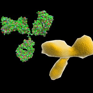 1IGT antibody