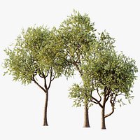 AV Plant Pear Pyrus Communis Fruit Tree 01