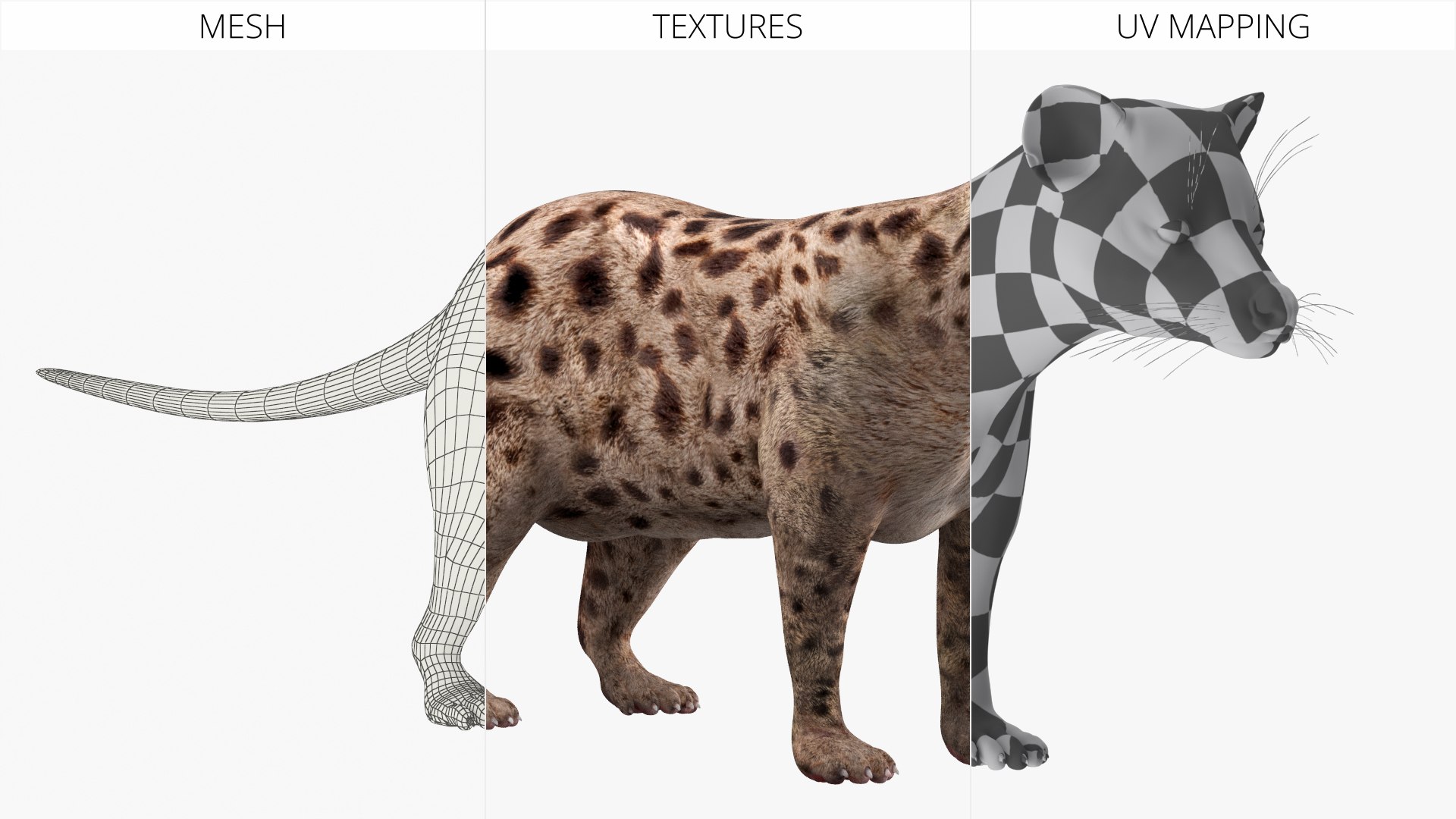 3D model Asian Palm Civet Musang Spotted Coat Brown https://p.turbosquid.com/ts-thumb/b9/HdalTu/0u/asian_palm_civet_musang_spotted_coat_brown_008/jpg/1758710552/1920x1080/fit_q87/18744f08407287782ea25d5f2206256cd27659c0/asian_palm_civet_musang_spotted_coat_brown_008.jpg