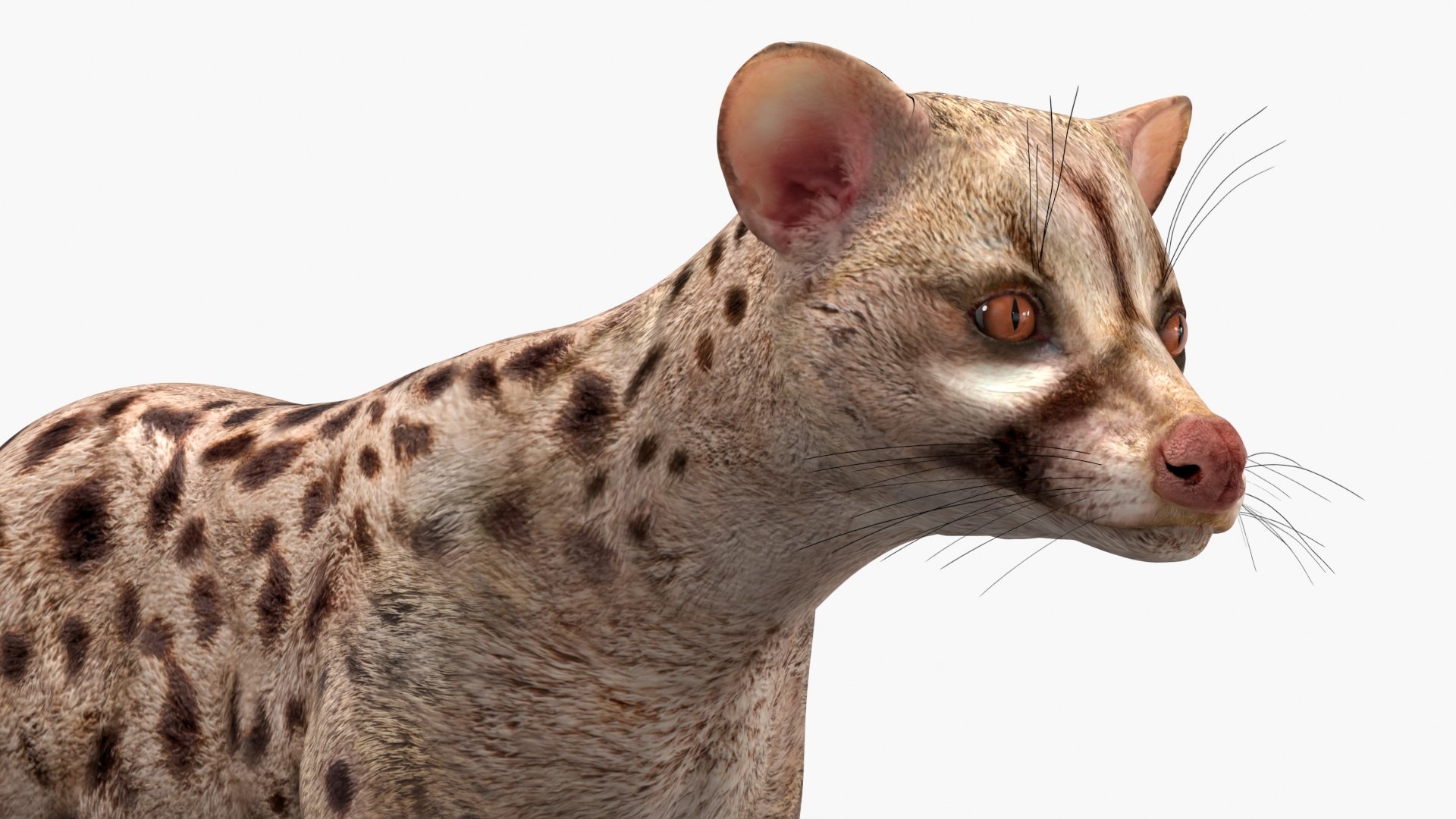 3D model Asian Palm Civet Musang Spotted Coat Brown https://p.turbosquid.com/ts-thumb/b9/HdalTu/6g/asian_palm_civet_musang_spotted_coat_brown_007/jpg/1758710548/1920x1080/fit_q87/ea60479401b387a3208c20828b765122bc70c8a7/asian_palm_civet_musang_spotted_coat_brown_007.jpg