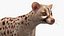 Asian Palm Civet Musang Spotted Coat Brown