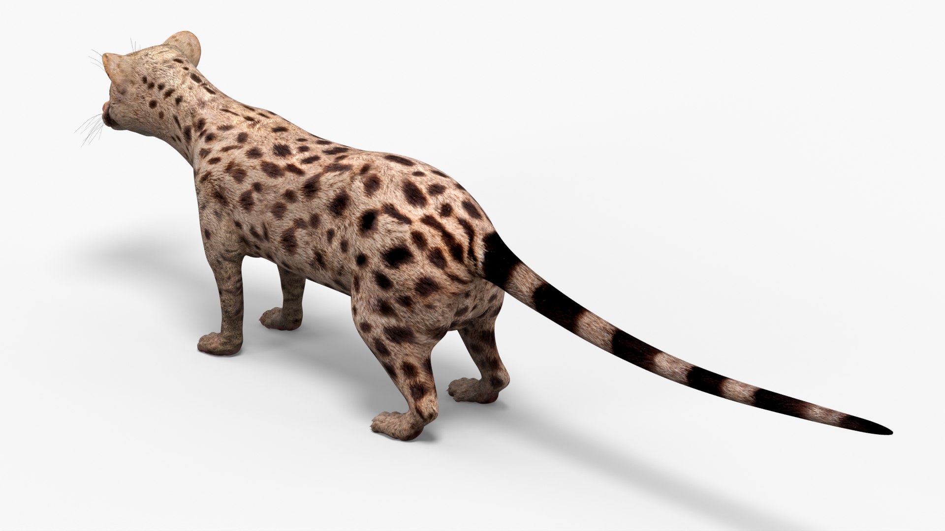 3D model Asian Palm Civet Musang Spotted Coat Brown https://p.turbosquid.com/ts-thumb/b9/HdalTu/Rw/asian_palm_civet_musang_spotted_coat_brown_005/jpg/1758710539/1920x1080/fit_q87/916739d826eaeef5700b4c626351b2e1c3e360d5/asian_palm_civet_musang_spotted_coat_brown_005.jpg
