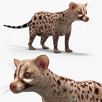 Asian Palm Civet Musang Spotted Coat Brown