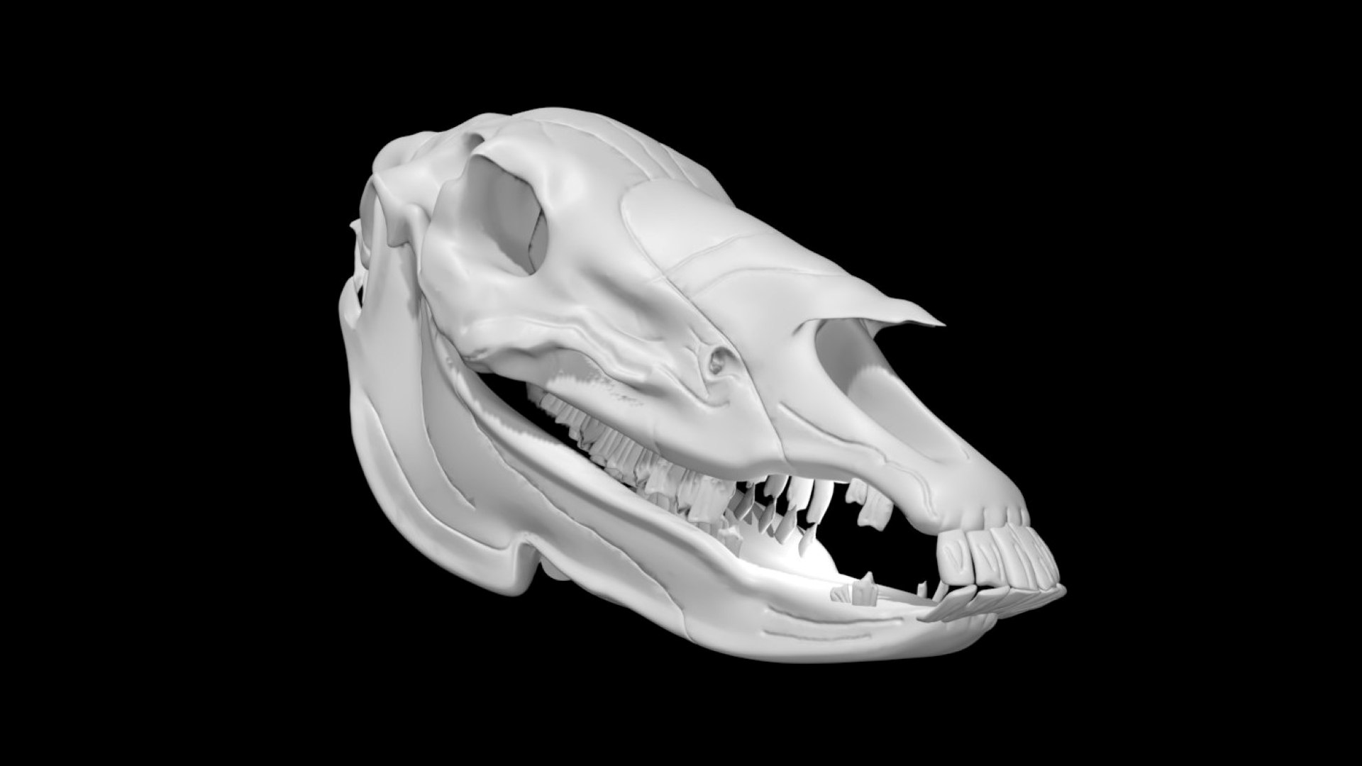 skull1.jpg