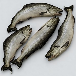 salmon
