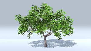 3D Lemon Trees low-poly 3D model